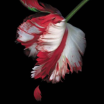 New Moon (The Twilight Saga)